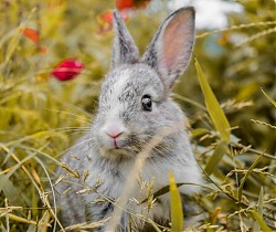 Tipps der Abfallwirtschaft - Ostern und Kompost 