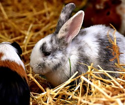 Abfalltipp: Wohin mit dem Kleintierstreu?  