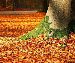 Abfalltipp: Nasses Laub im Herbst 